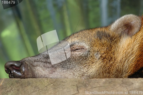 Image of sleeping koati