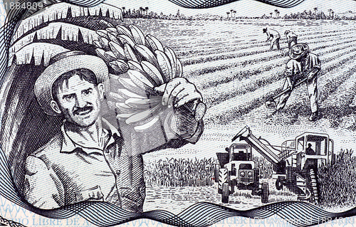 Image of Agricultural Scene