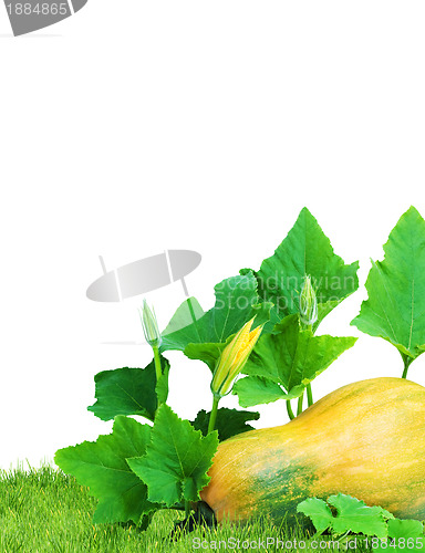 Image of Yellow pumpkin