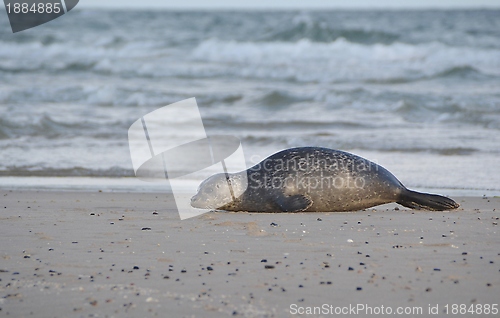 Image of Seal on the beach