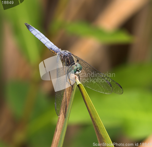 Image of Blue Dragonfly