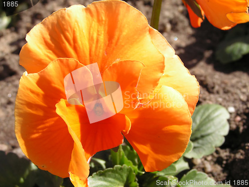 Image of orange pansy