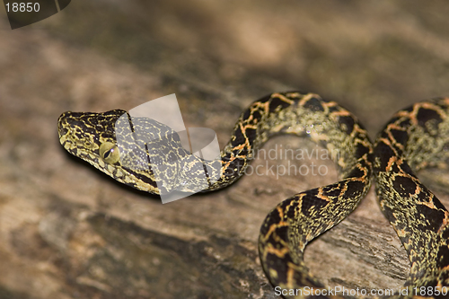 Image of Amazon Tree Boa, Ecuador