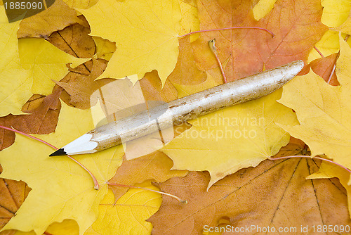 Image of Maple leaves background and pencil 