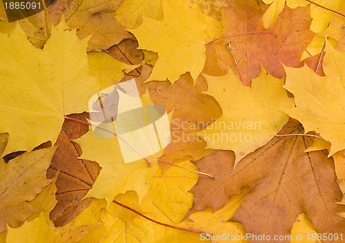 Image of Colorful maple leaves in autumn 