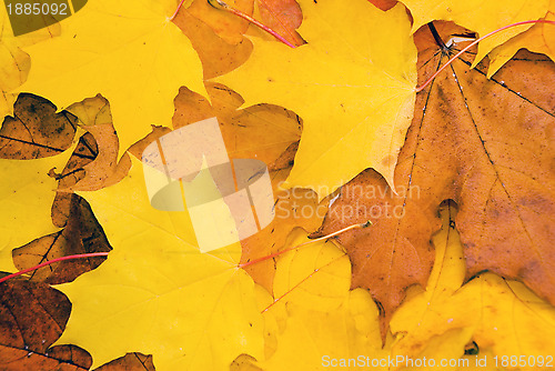 Image of Natural maple leaves in autumn