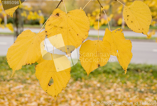 Image of Yellow autumn leaves 