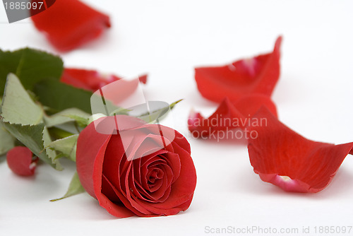 Image of Single rose and petals around 