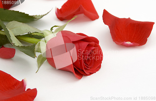 Image of Red rose and rose petals 