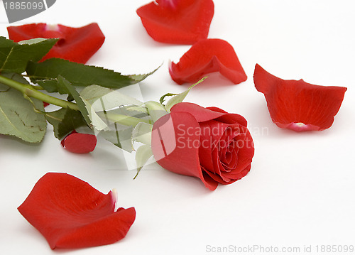 Image of Single rose and some red petals 