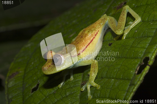 Image of Green Frog about to jump