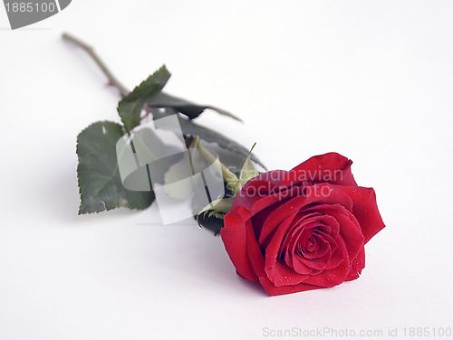 Image of Beautiful red rose 