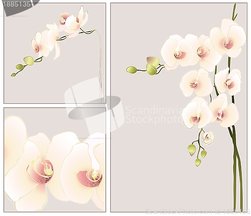 Image of Set of greeting cards with  orchid.