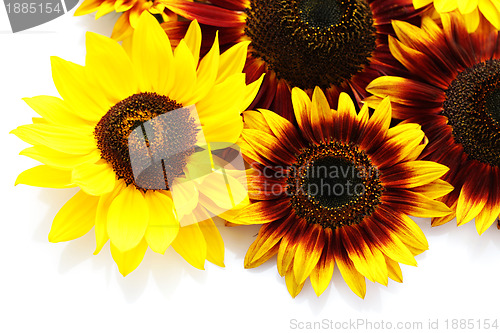 Image of sunflowers