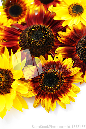 Image of sunflowers