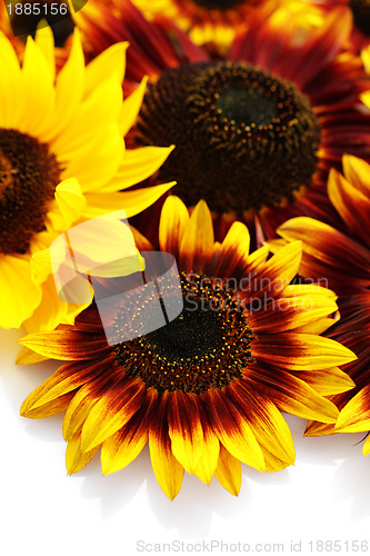 Image of sunflowers