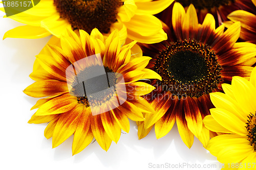 Image of sunflowers