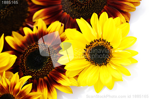 Image of sunflowers