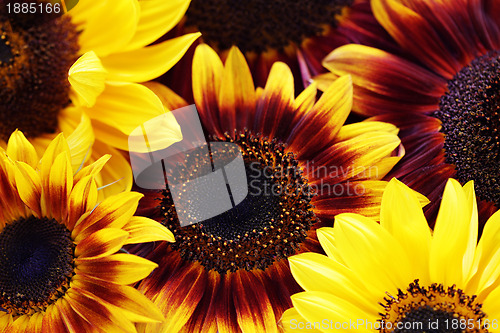 Image of sunflowers