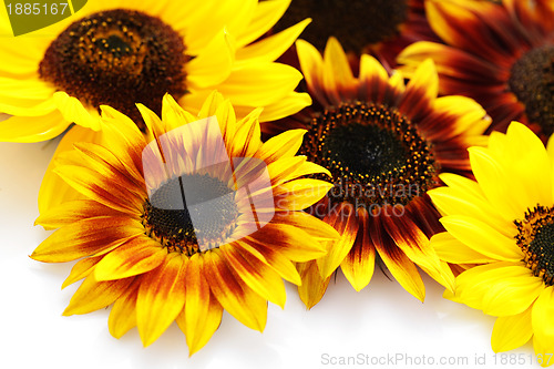 Image of sunflowers