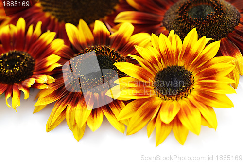 Image of sunflowers