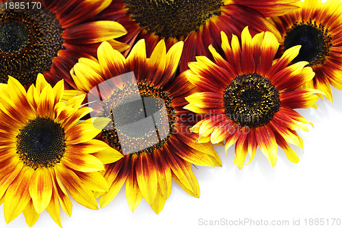 Image of sunflowers