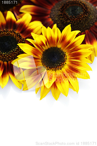 Image of sunflowers