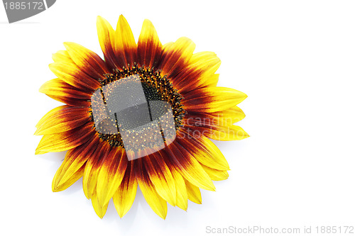 Image of sunflowers