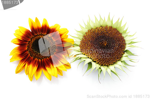 Image of sunflowers