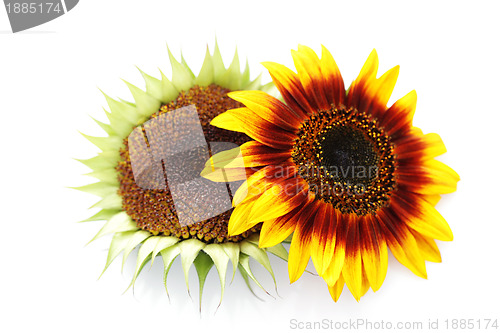 Image of sunflowers