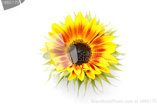 Image of sunflowers