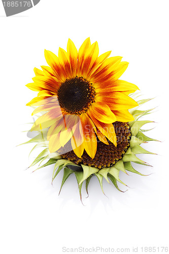 Image of sunflowers