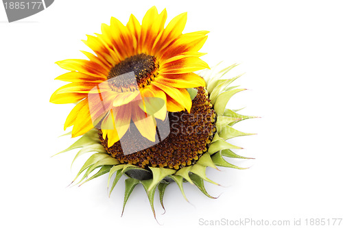 Image of sunflowers