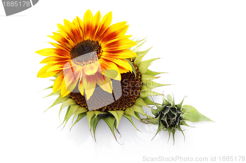 Image of sunflowers