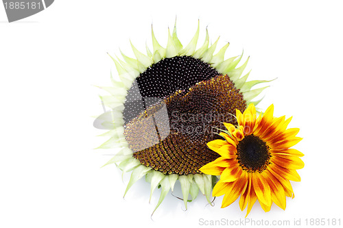 Image of sunflowers