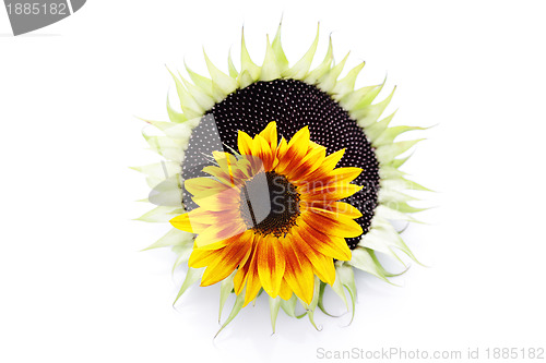 Image of sunflowers