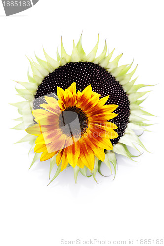 Image of sunflowers