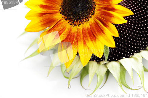 Image of sunflowers