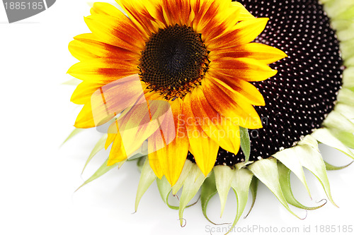 Image of sunflowers