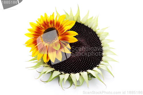 Image of sunflowers