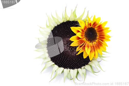 Image of sunflowers