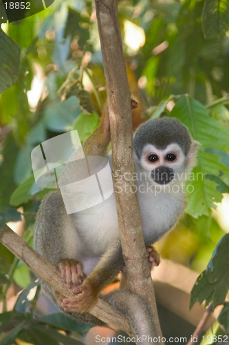 Image of Squirrle Monkey-Ecuador