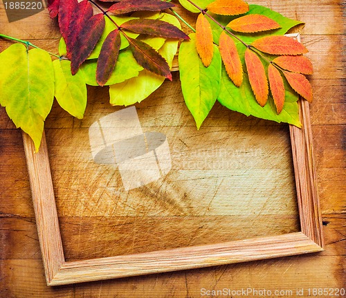 Image of autumn leaves