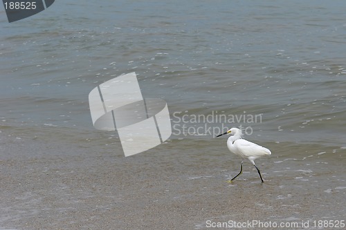 Image of the ecuadorian white heron on pacific ocean