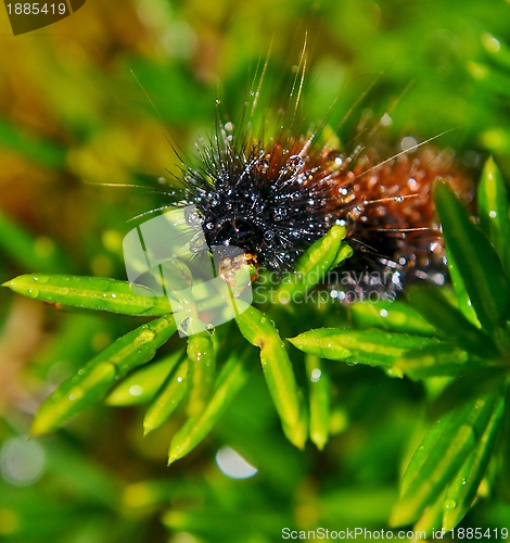 Image of Hairy caterpillar