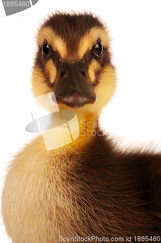 Image of Domestic duckling