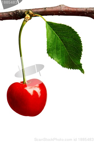 Image of Sweet cherries