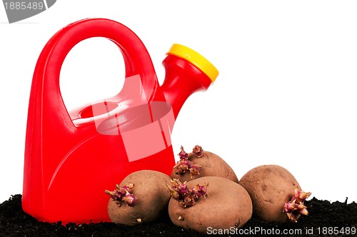 Image of Potatoes sprouts