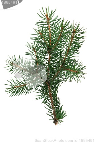 Image of Fir branch