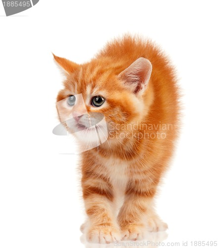 Image of Red kitten